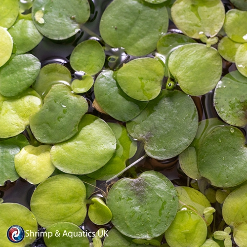 Amazon Frogbit (Limnobium laevigatum)