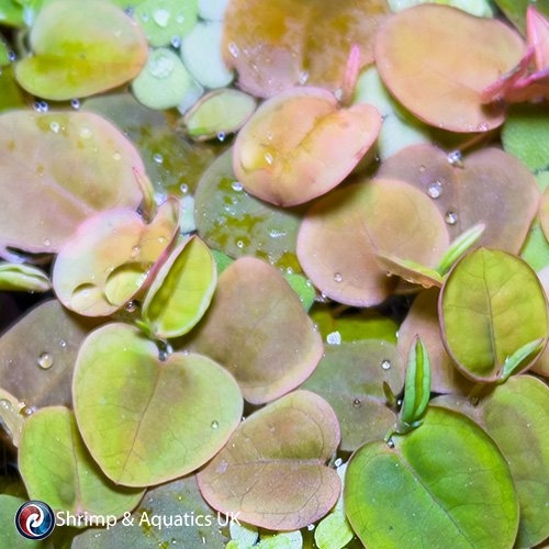 Red Root Floaters (Phyllanthus fluitans)