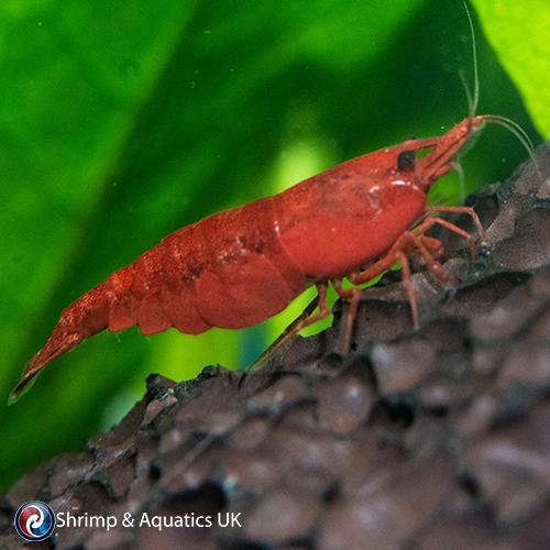 High-Grade Bloody Mary Shrimp Neocaridina Packs