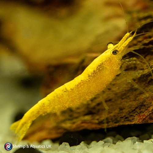 Buy Neocaridina Shrimp