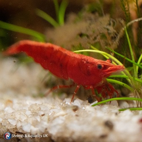 High-Grade Fire Red Cherry Neocaridina Packs
