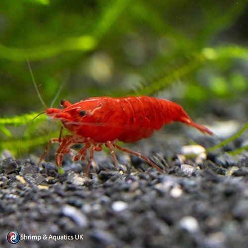High-Grade Bloody Mary Shrimp Neocaridina Packs